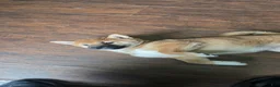 Shiba Inu dogs for sale: Shiba Inu Puppy 1 - Ad 13