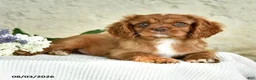 Cavalier King Charles Spaniel dogs for sale: Captain - Ad 2