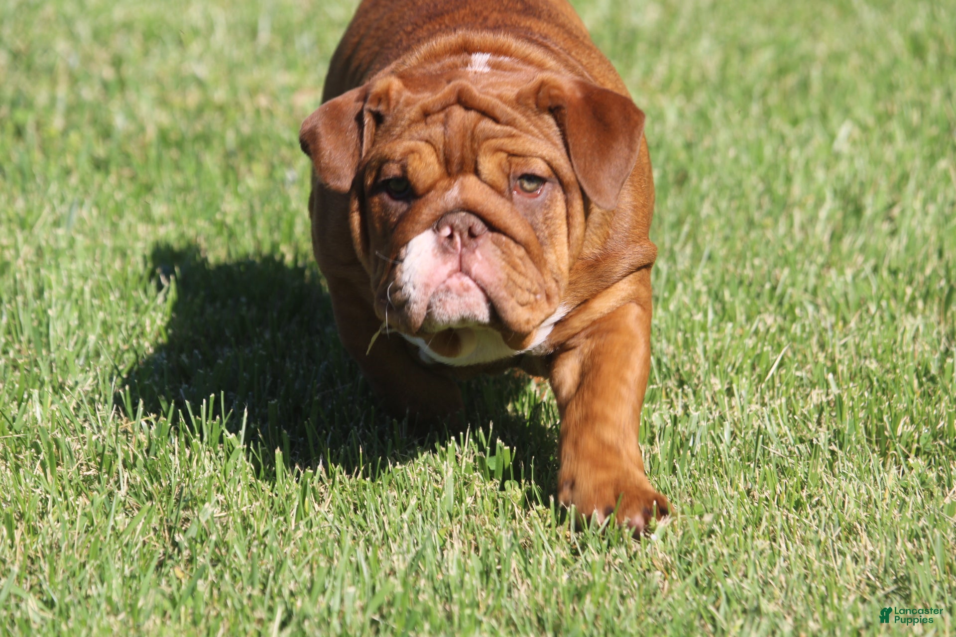 English Bulldog dogs Coco - Ad 12