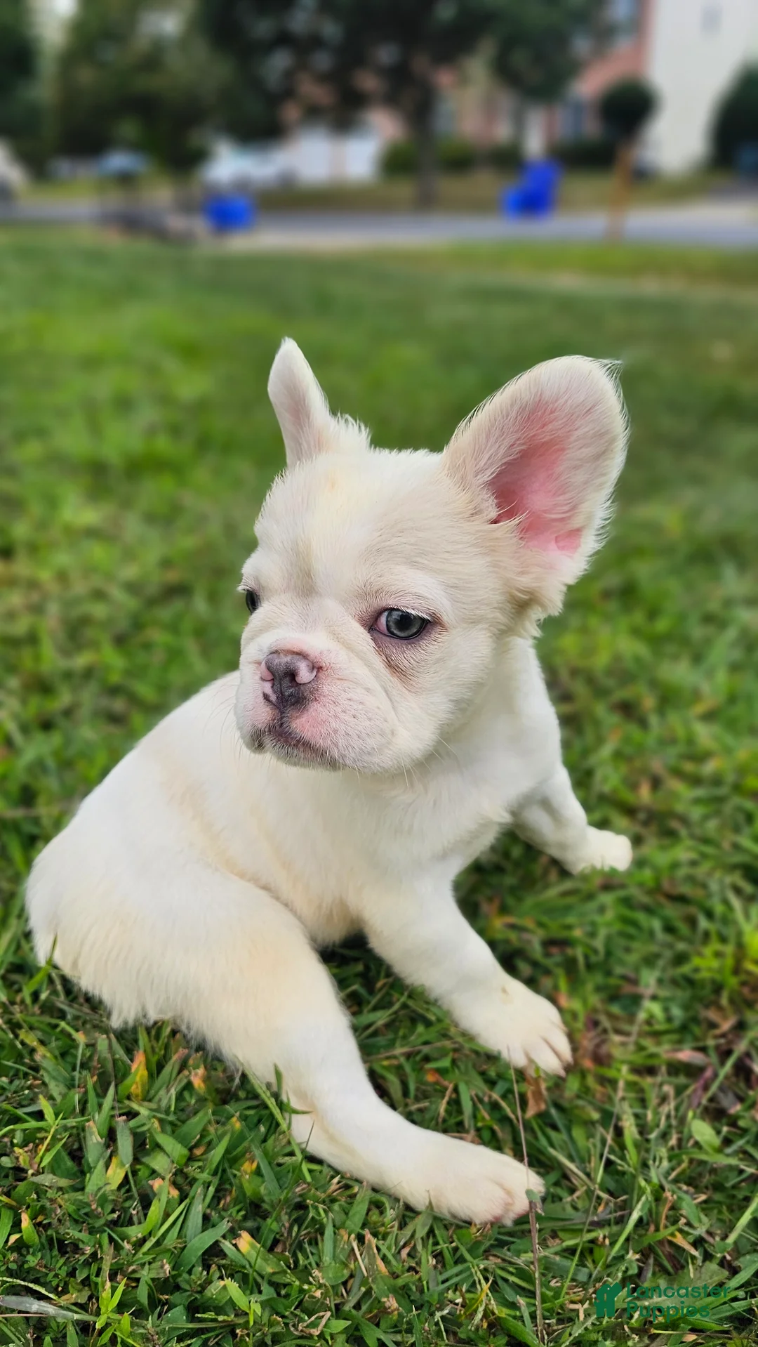 French Bulldog dogs for sale: French Bulldog Puppy  - Ad 2