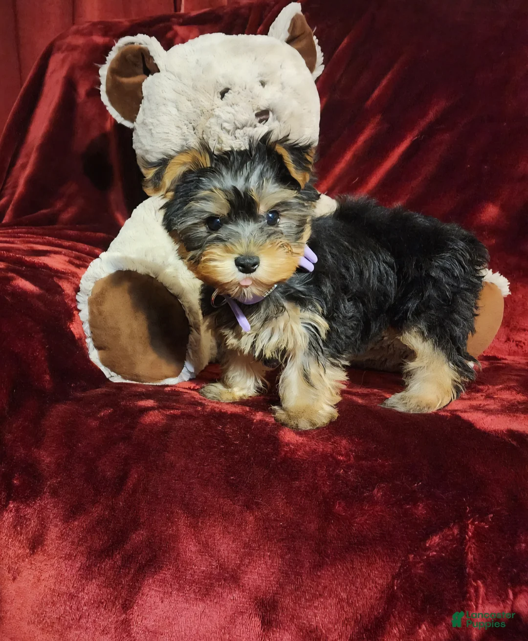 Yorkshire Terrier dogs for sale: KIWI - Ad 1