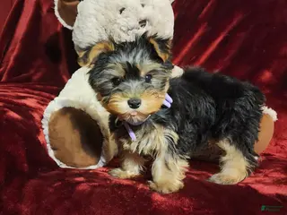 Yorkshire Terrier dogs KIWI - Ad 18