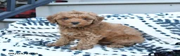 Toy Poodle dogs for sale: Freddie  - Ad 4