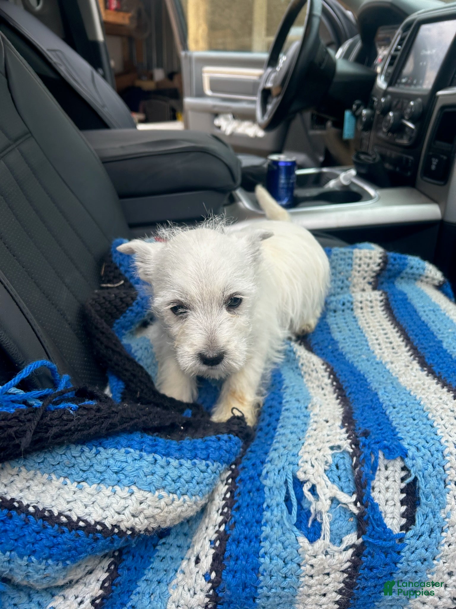 West Highland Terrier dogs Cliff - Ad 1