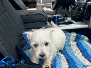 West Highland Terrier dogs Cliff - Ad 10