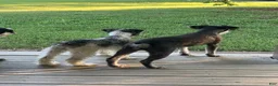 Miniature Schnauzer dogs for sale: Zoey - Ad 16