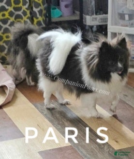 Pomeranian dogs Paris - Blue White Parti - Young Adult - Ad 1