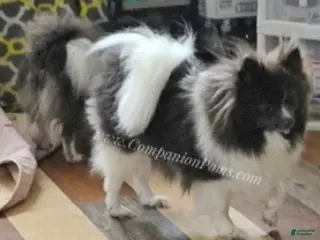 Pomeranian dogs for sale: Paris - Blue White Parti - Young Adult - Ad 3