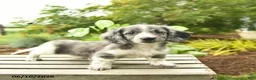 Miniature Dachshund dogs for sale: Jupiter  - Ad 3