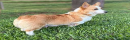 Welsh Corgi Pembroke dogs for sale: Fluffy Sable - Ad 14