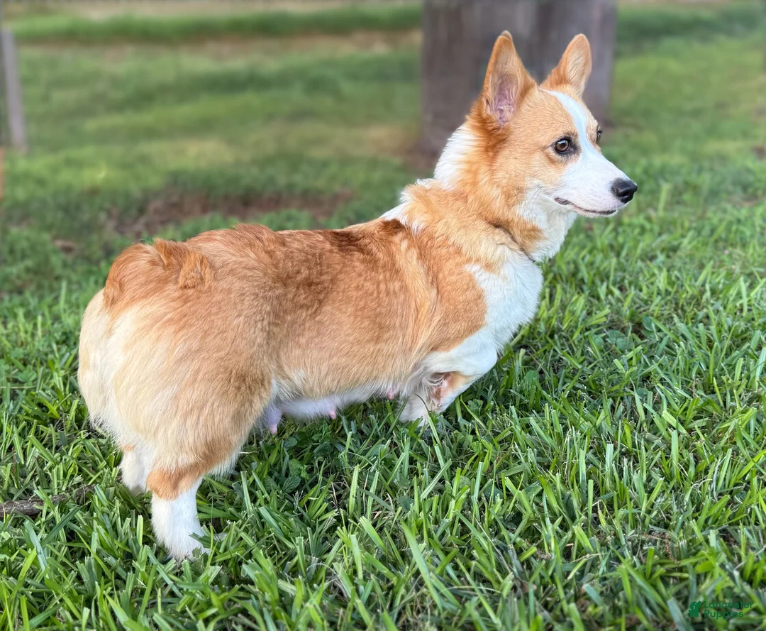 Welsh Corgi Pembroke dogs for sale: Full AKC - Ad 17