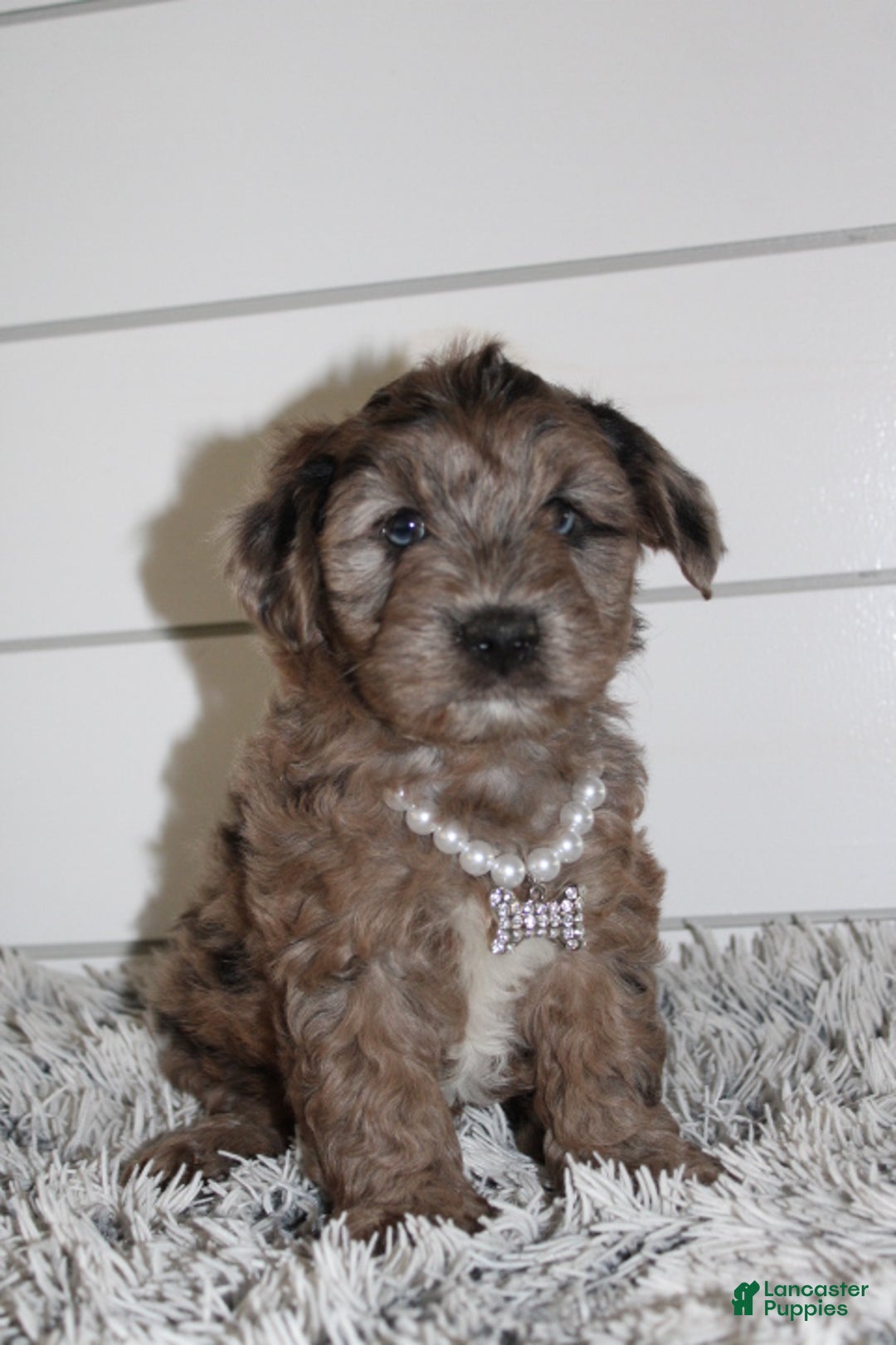 Yorkiepoo dogs for sale: FELIX - Ad 6