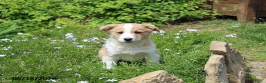 Oscar