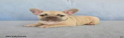 French Bulldog dogs for sale: Orlando - Ad 4