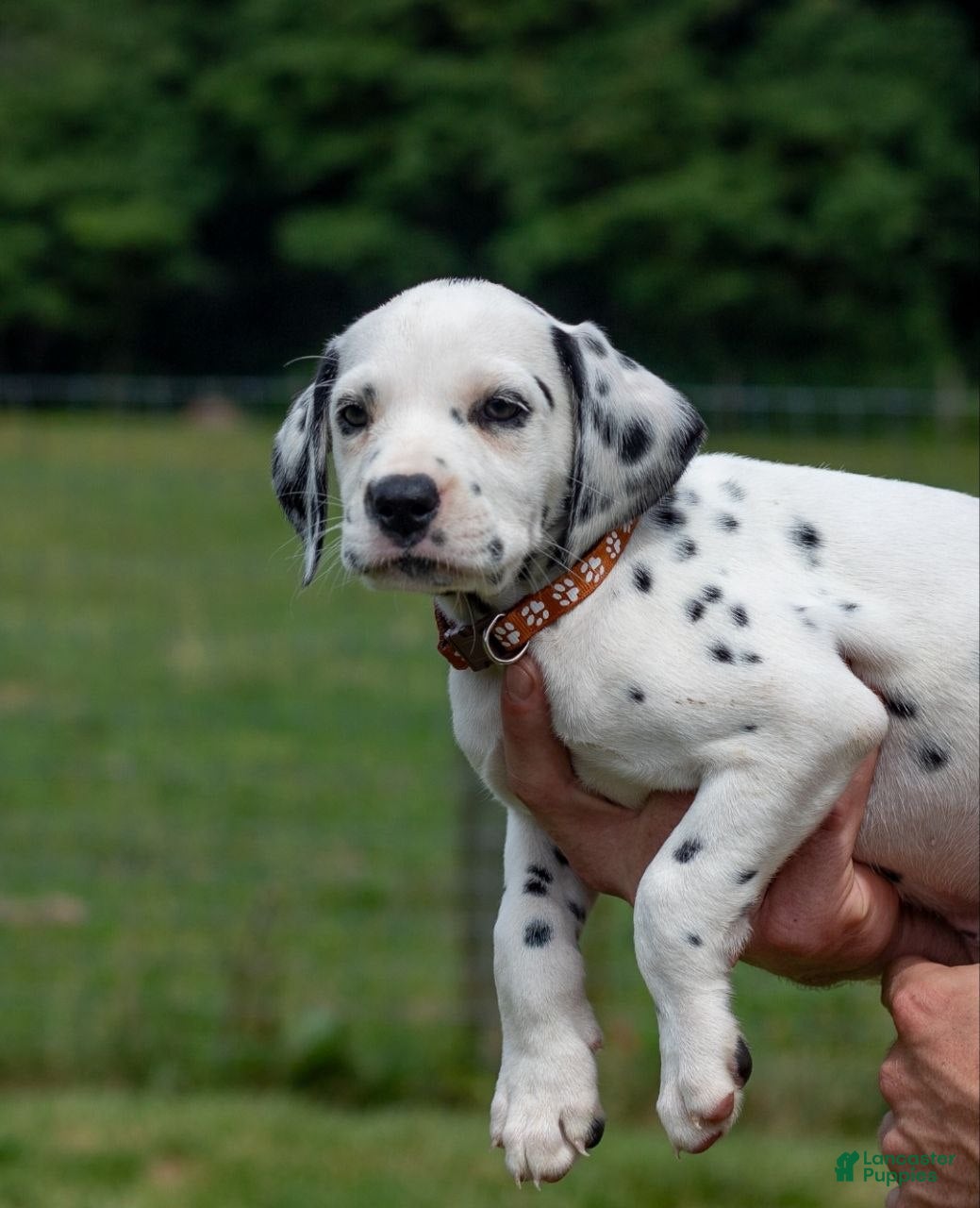 Dalmatian dogs Hope - Ad 31