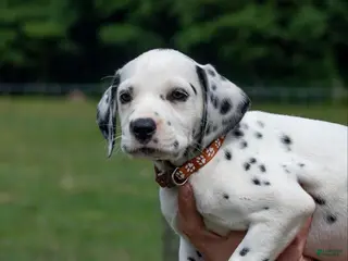 Dalmatian dogs Hope - Ad 31