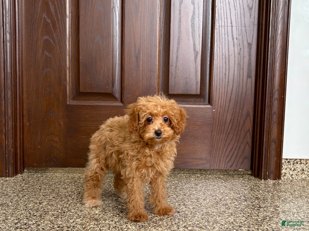 Maltipoo dogs for sale: Maltipoo Puppy 1 female  - Ad 9