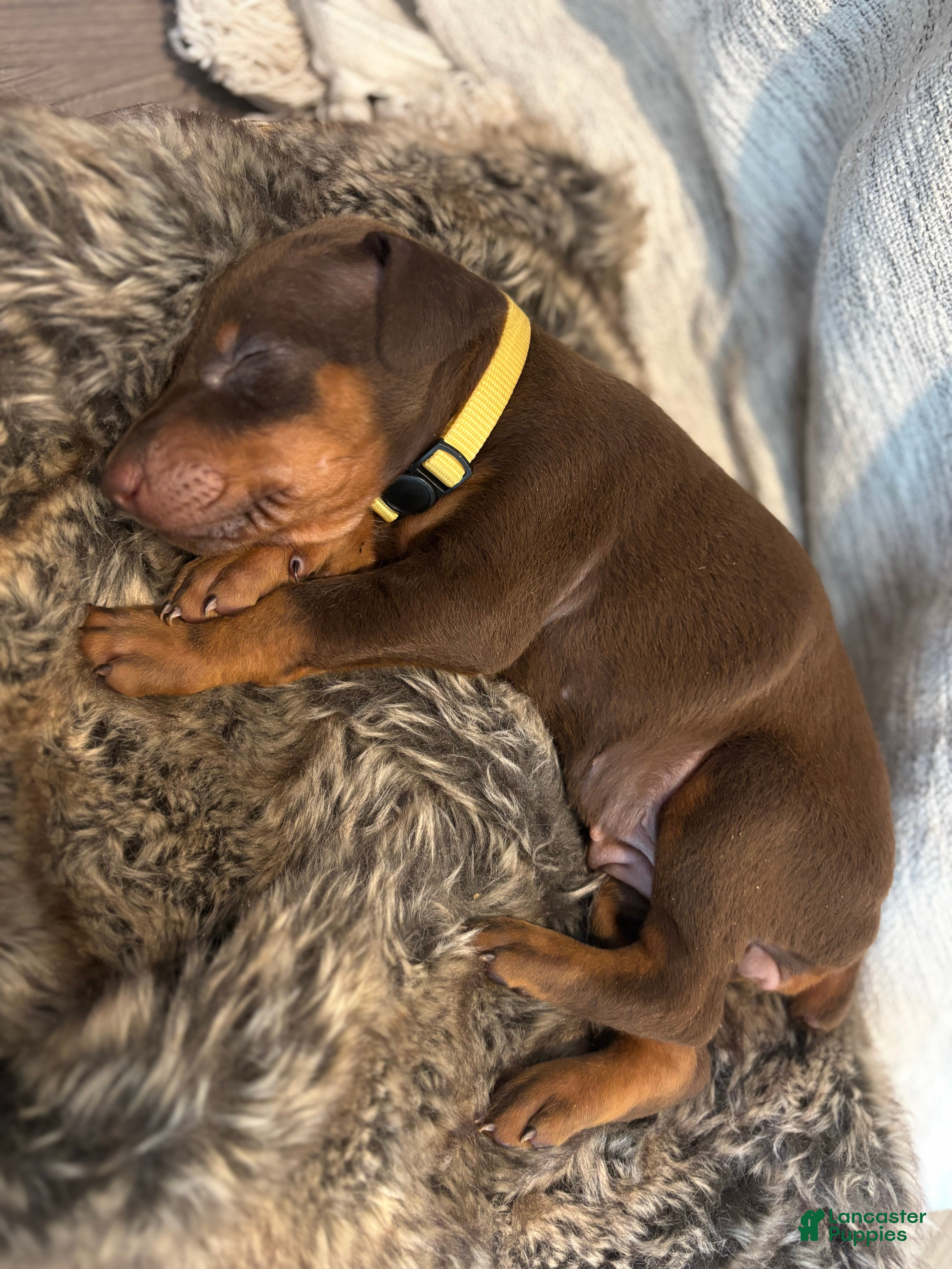 Doberman Pinscher dogs Pearl - Ad 31