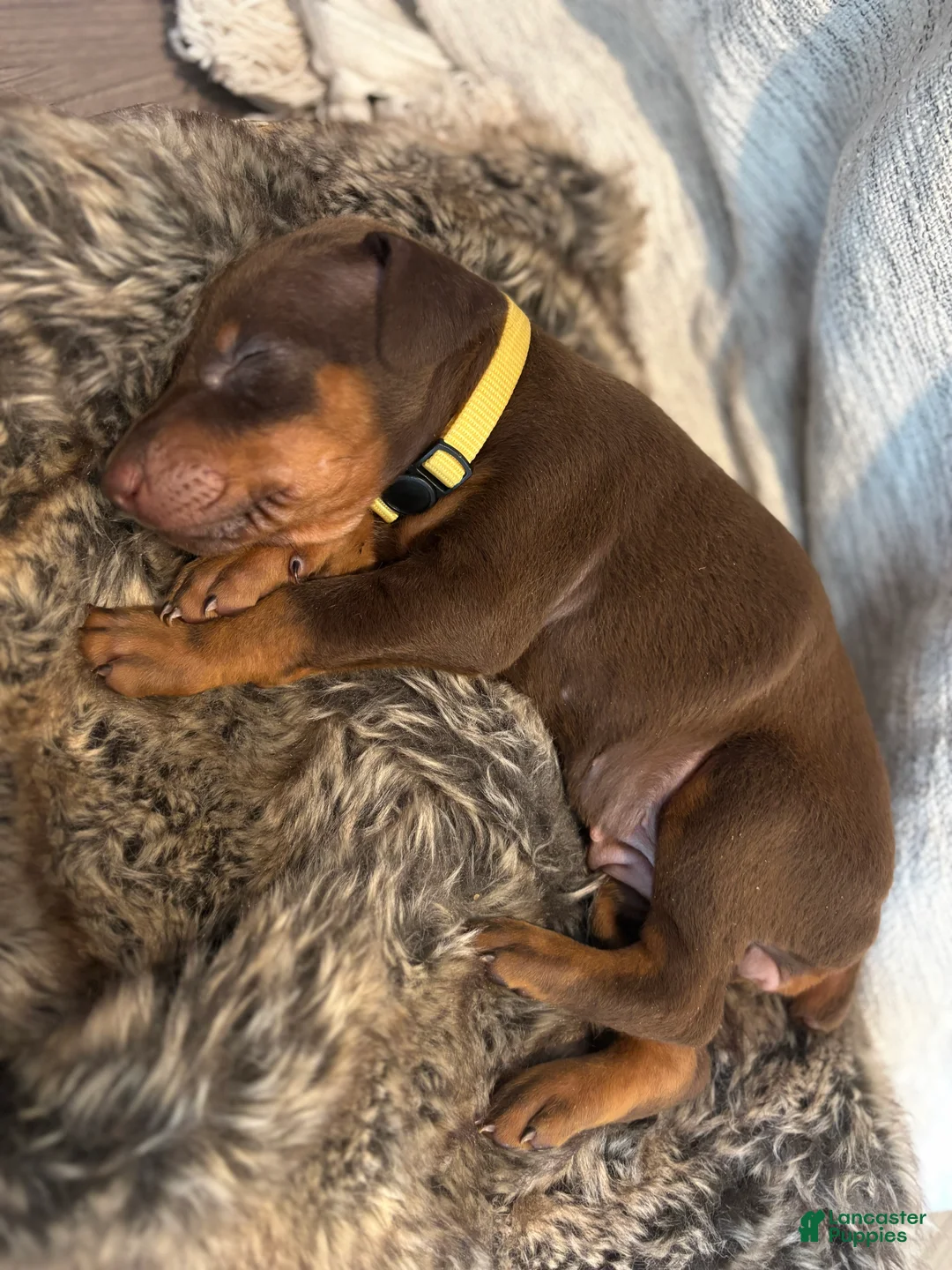 Doberman Pinscher dogs for sale: Pearl - Ad 1