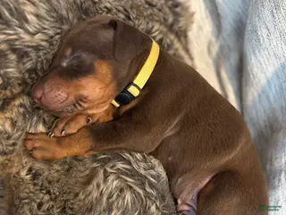 Doberman Pinscher dogs Pearl - Ad 16