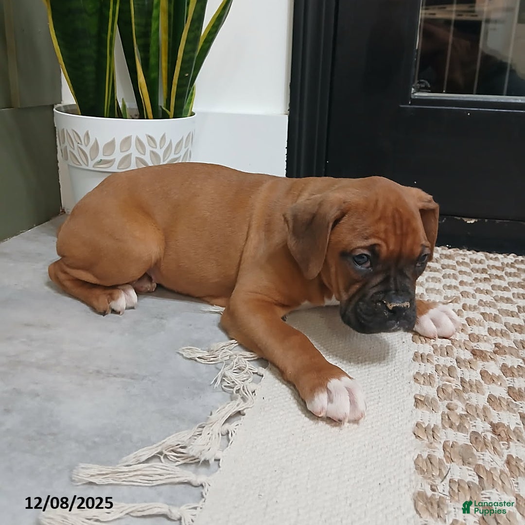 Boxer dogs for sale: Shimmer - Ad 5