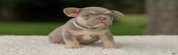 French Bulldog dogs for sale: Denver - Ad 13