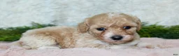 Bichpoo dogs for sale: Bichpoo 5 - Ad 2