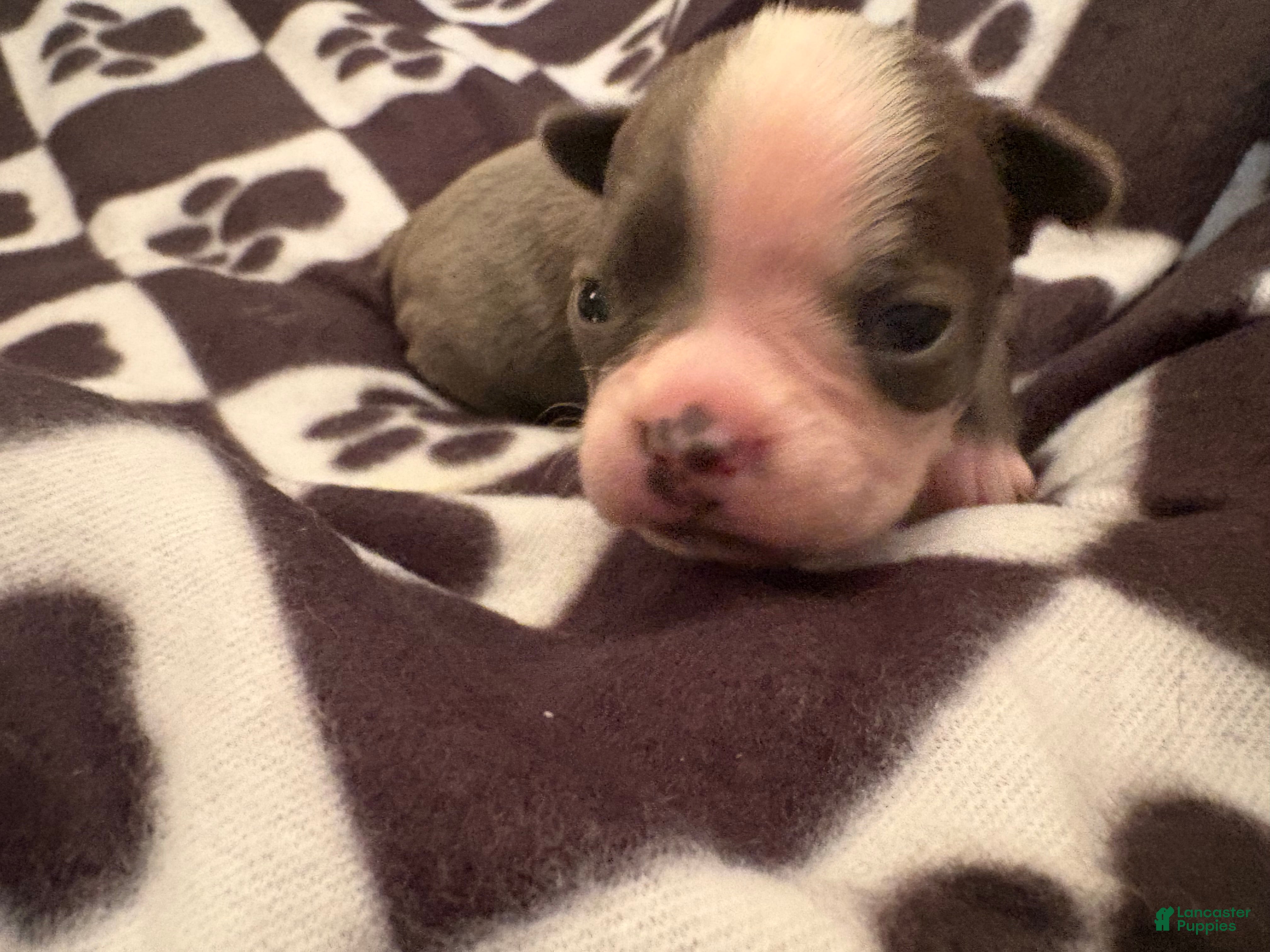 Boston Terrier dogs Bashful-Blue & White - Ad 16