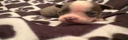 Boston Terrier dogs for sale: Bashful-Blue & White - Ad 1