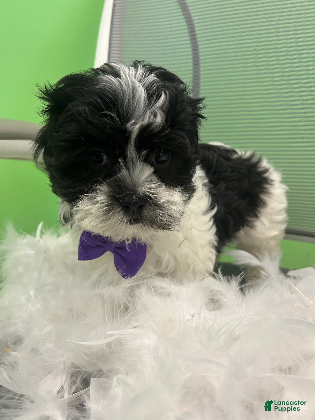 Malshi dogs for sale: Malshi Puppy 2 - Ad 4