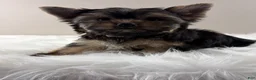 Yorkshire Terrier dogs for sale: AJ - Ad 7