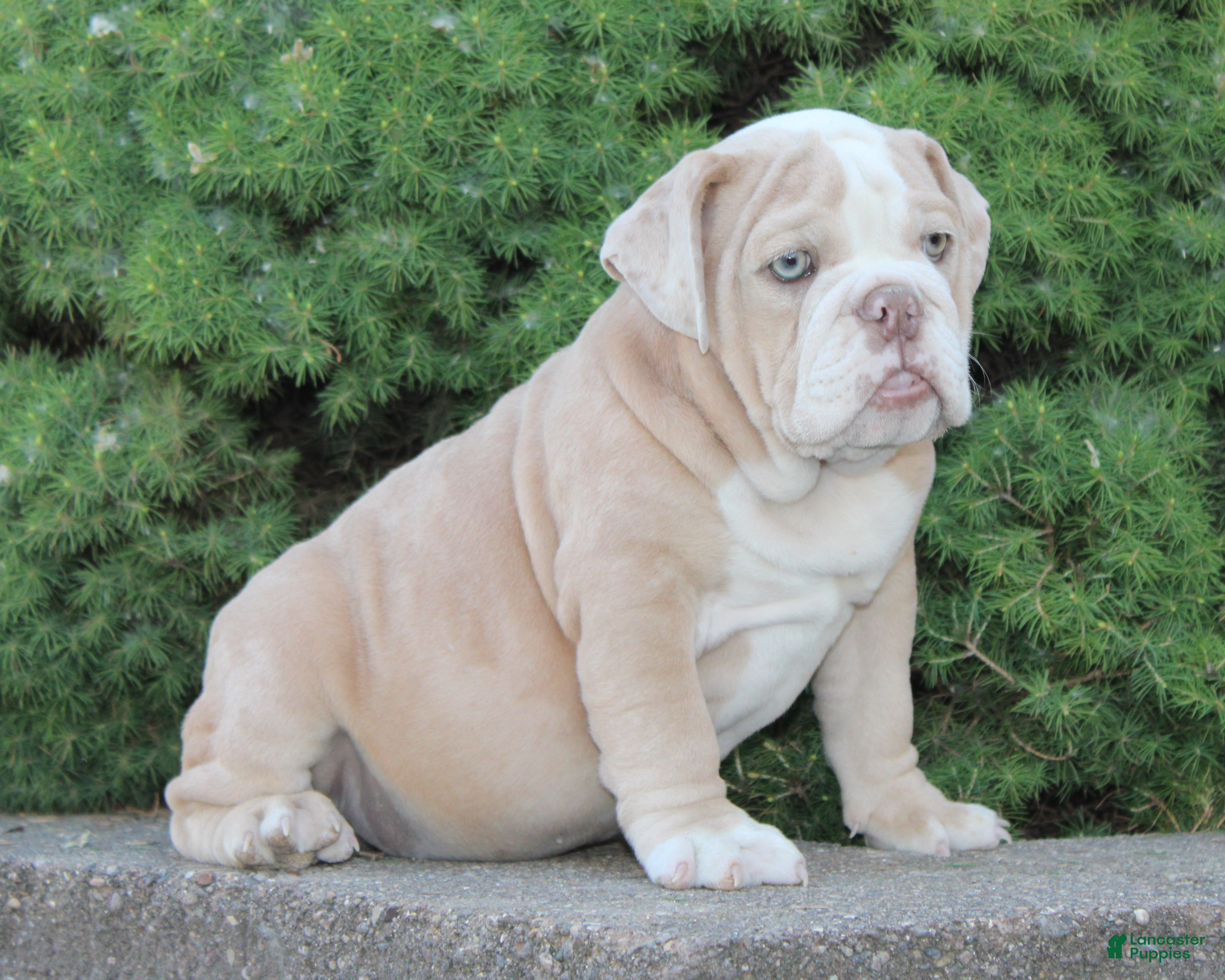 English Bulldog dogs Kory - Ad 1