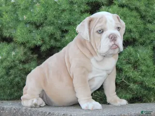 English Bulldog dogs for sale: Kory - Ad 4
