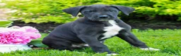 Great Dane dogs for sale: Rex  - Ad 1