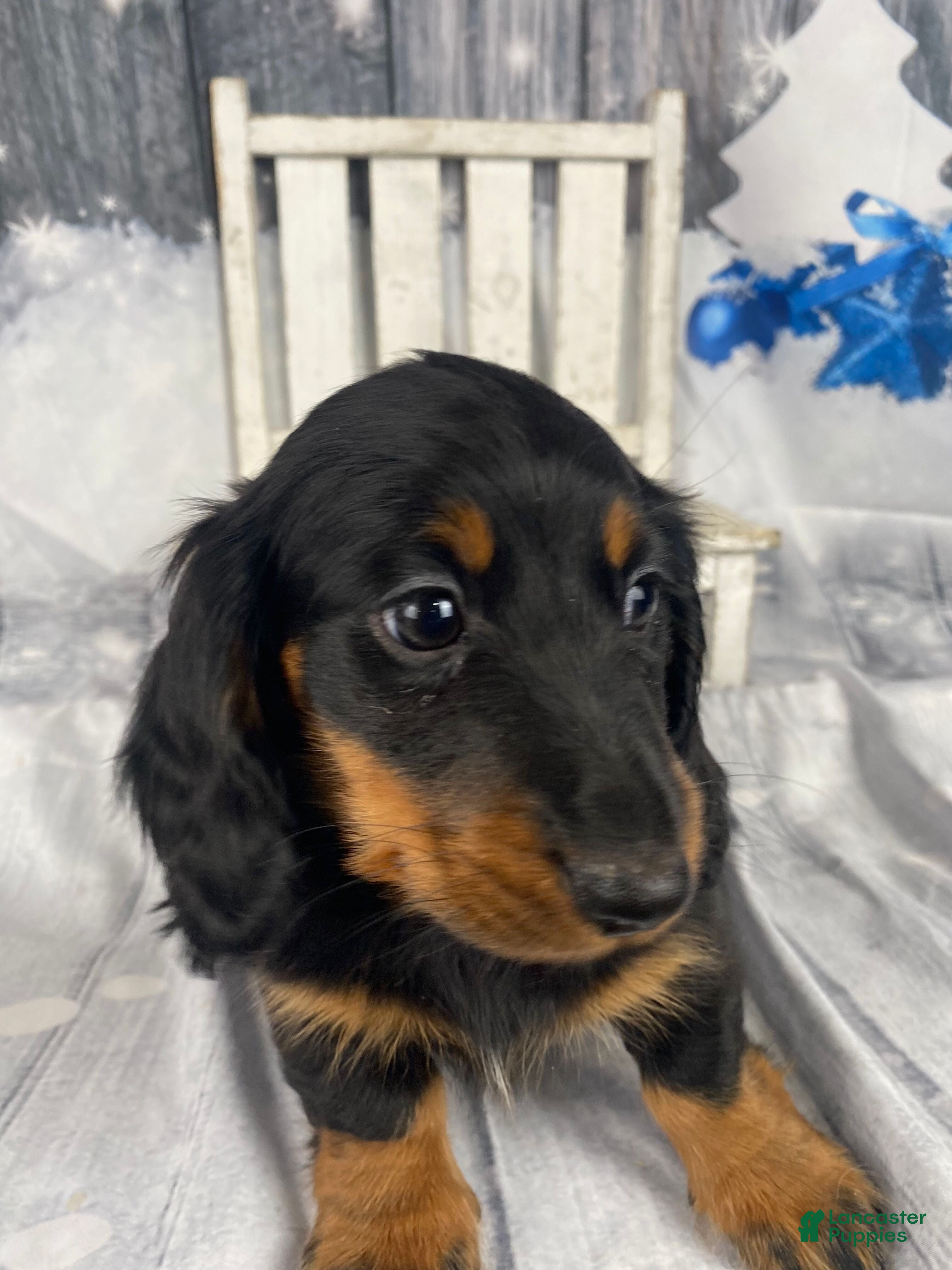 Miniature Dachshund dogs Daisy - Ad 39