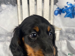 Miniature Dachshund dogs Daisy - Ad 1