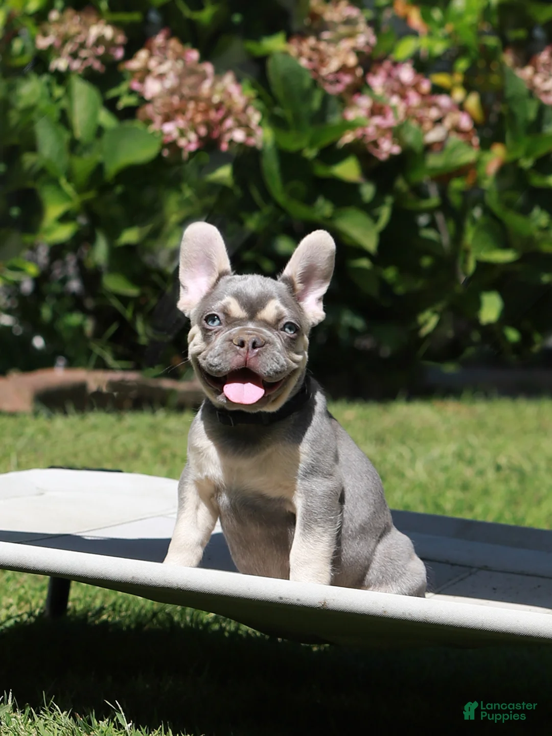 French Bulldog dogs for sale: Leroy - Ad 1