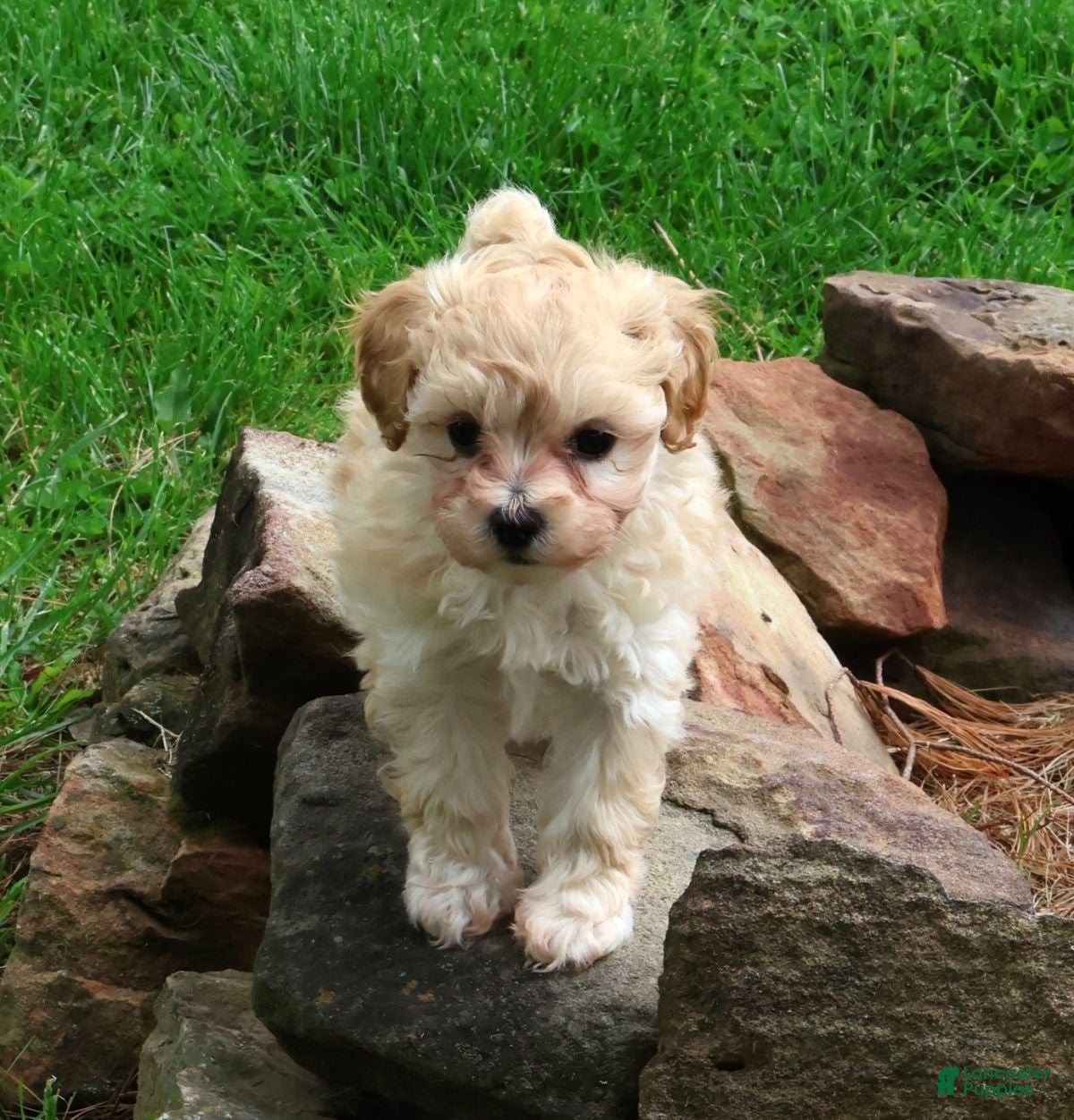 Maltipoo dogs Peach - Ad 1