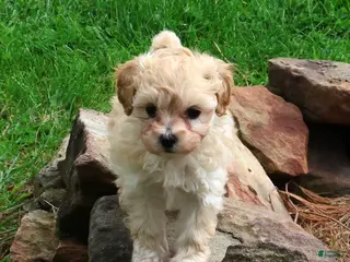 Maltipoo dogs for sale: Peach - Ad 1
