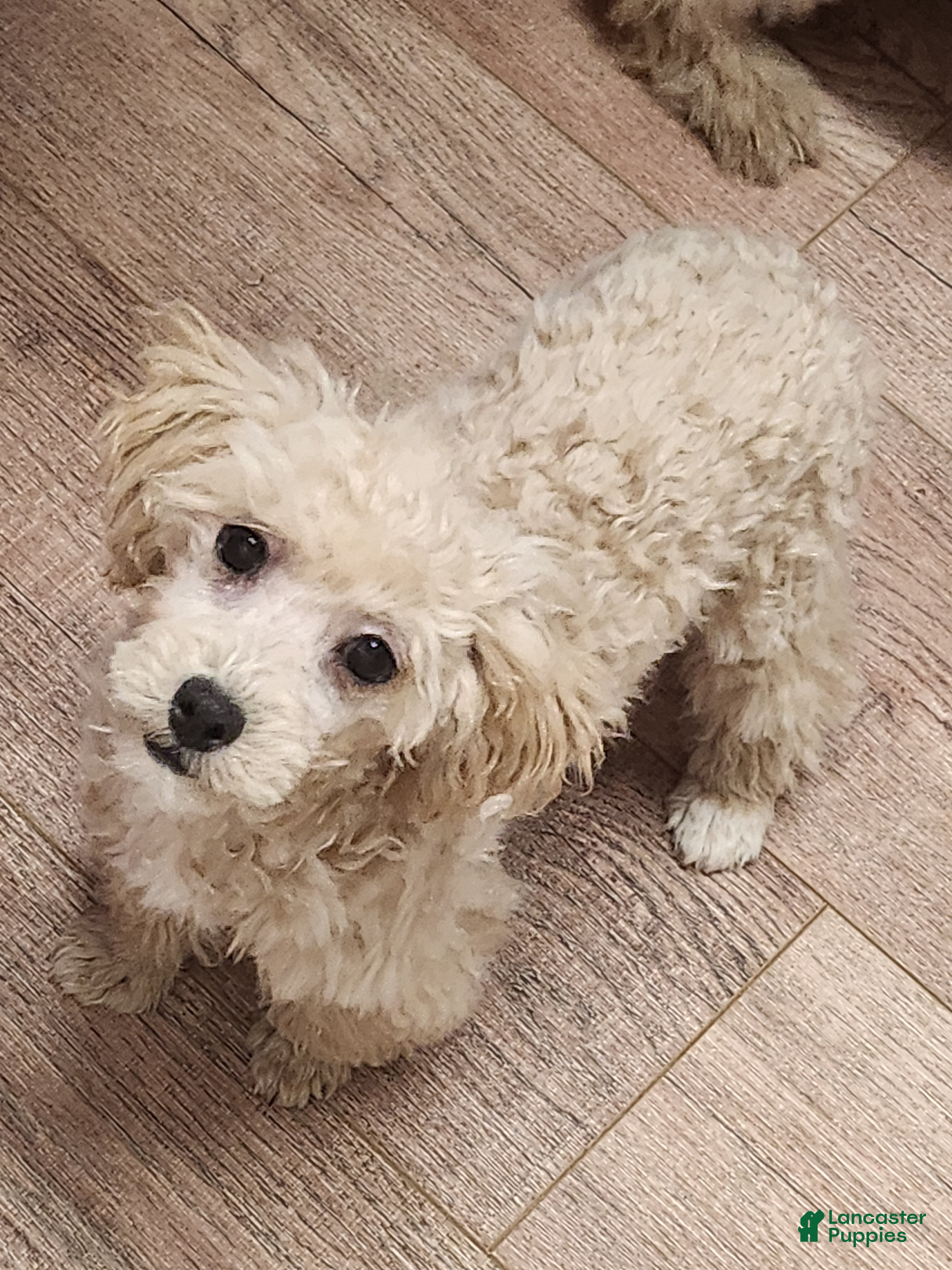 Toy Poodle dogs Happy  - Ad 35