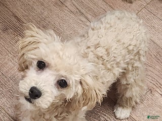 Toy Poodle dogs Happy - Ad 37