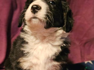 Border Collie dogs Elfrank - Ad 35