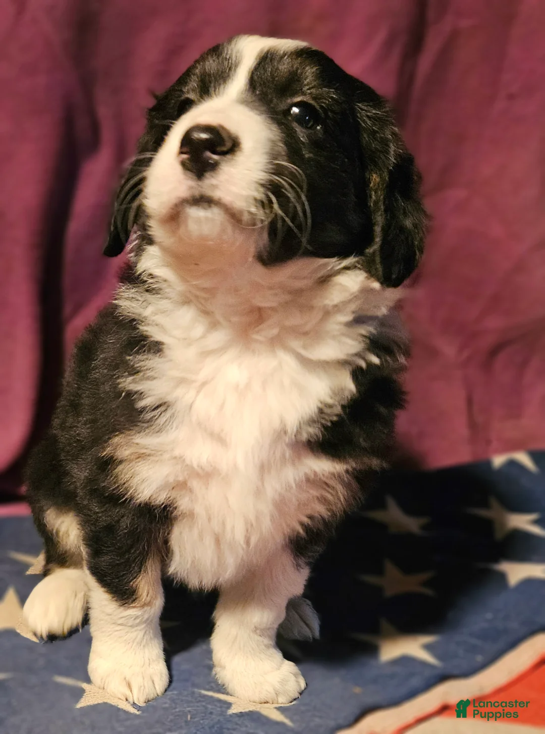 Border Collie dogs for sale: Elfrank - Ad 1