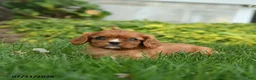 Cavalier King Charles Spaniel dogs for sale: Chevy - Ad 3