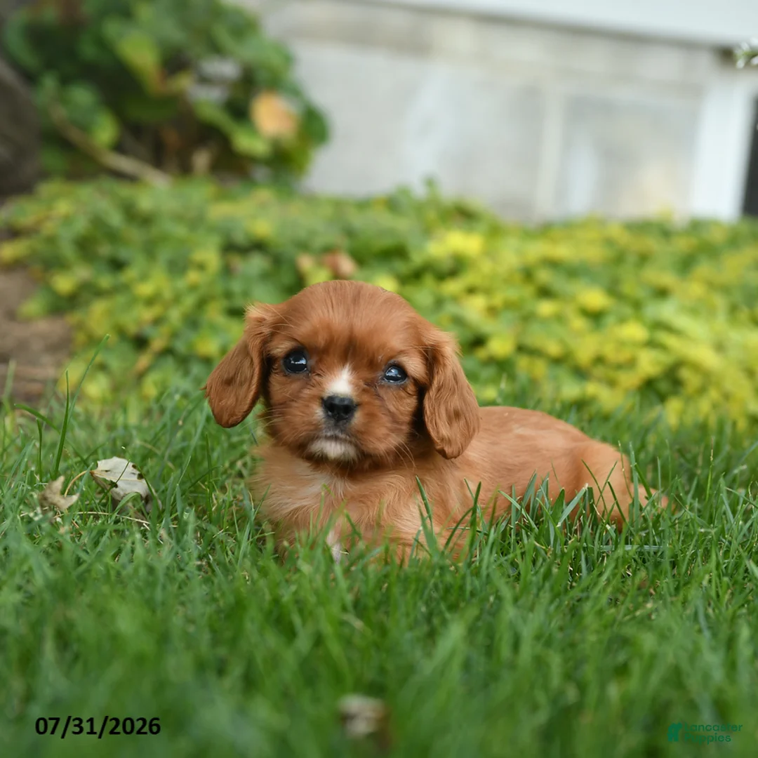 Cavalier King Charles Spaniel dogs for sale: Chevy - Ad 3