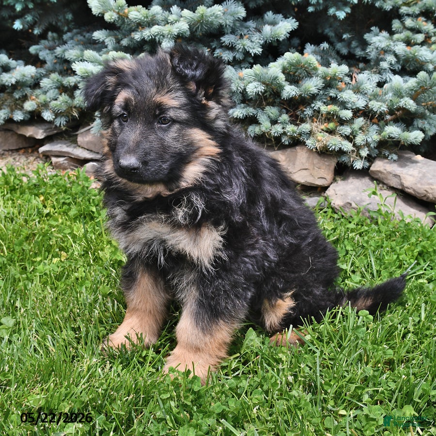German Shepherd dogs Molly - Ad 2