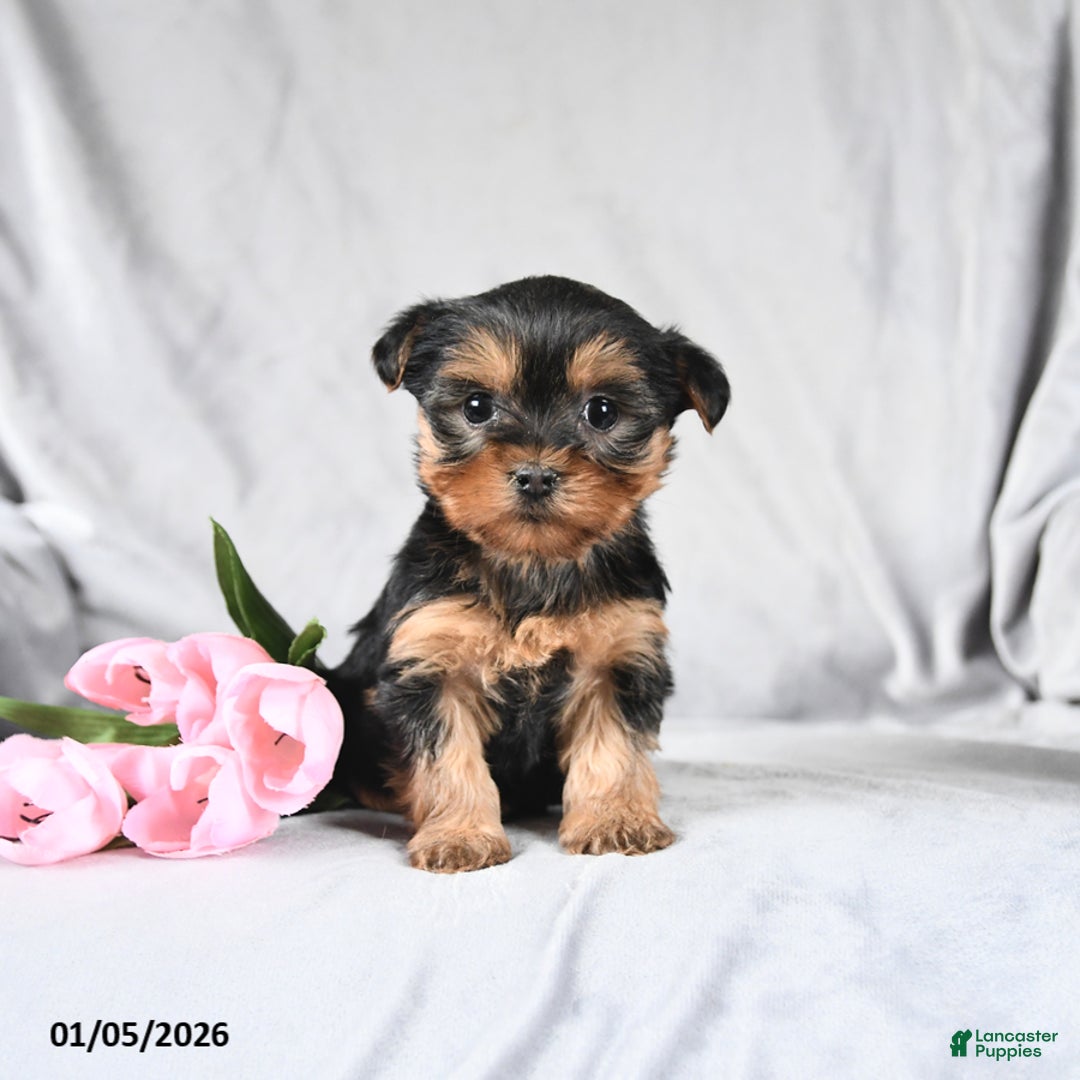 Morkie dogs for sale: Carter - Ad 2