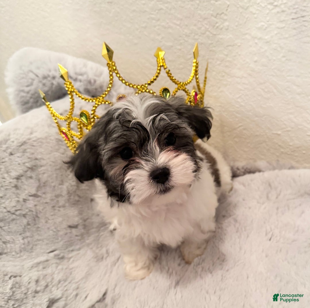 Mixed Breed dogs for sale: Lhatese Breed “Diva” - Ad 2