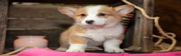 Welsh Corgi Pembroke dogs for sale: Emma - Ad 3