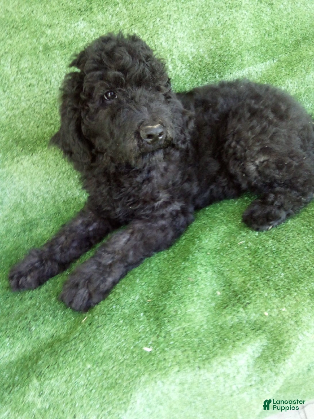 Goldendoodle dogs Buddy - Ad 2